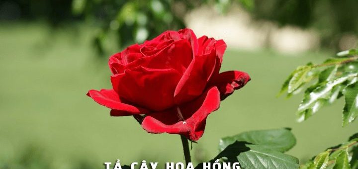 ta cay hoa hong 720x340 - Tả cây hoa hồng - Văn mẫu lớp 4
