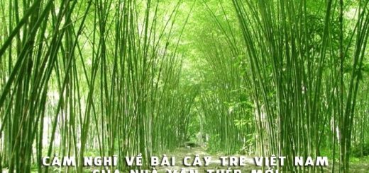 cam nghi ve bai cay tre viet nam 520x245 - Phát biểu cảm nghĩ của em về bài Cây tre Việt Nam của nhà văn Thép Mới