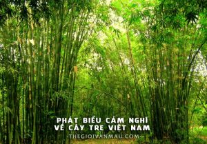 Phát biểu cảm nghĩ của em về cây tre Việt Nam